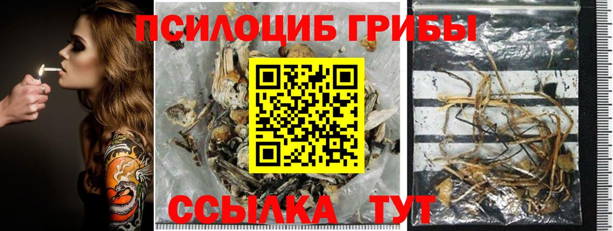 Галлюциногенные грибы Psilocybe Нововоронеж